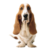Get Hush Puppies Gift Cards Instantly Online – Only at Adivaha Shop & Save 12.00%